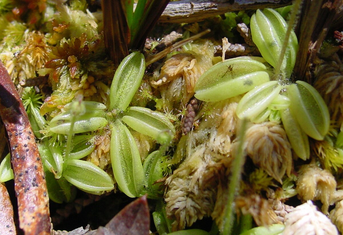 Pinguicula lusitanica