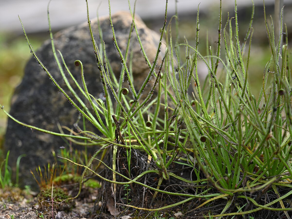 Drosophyllum lusitanicum