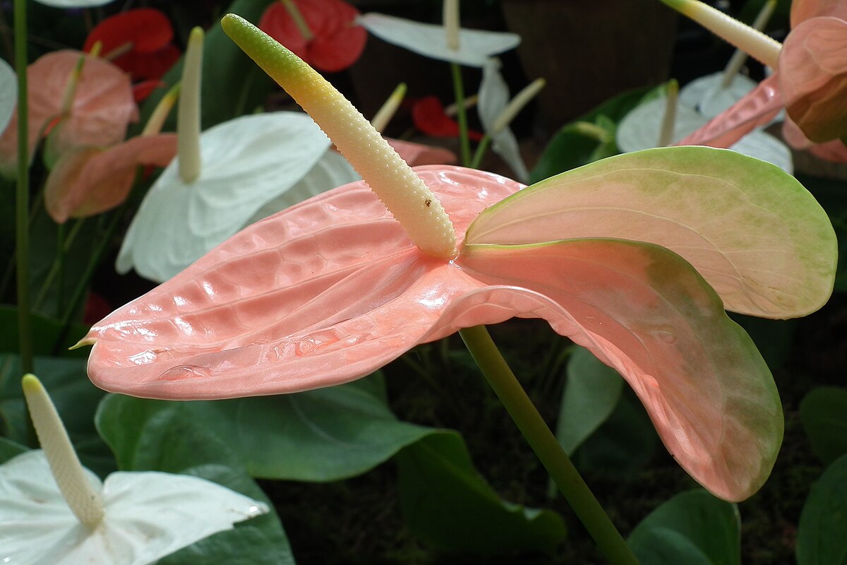 Anthurium andraeanum