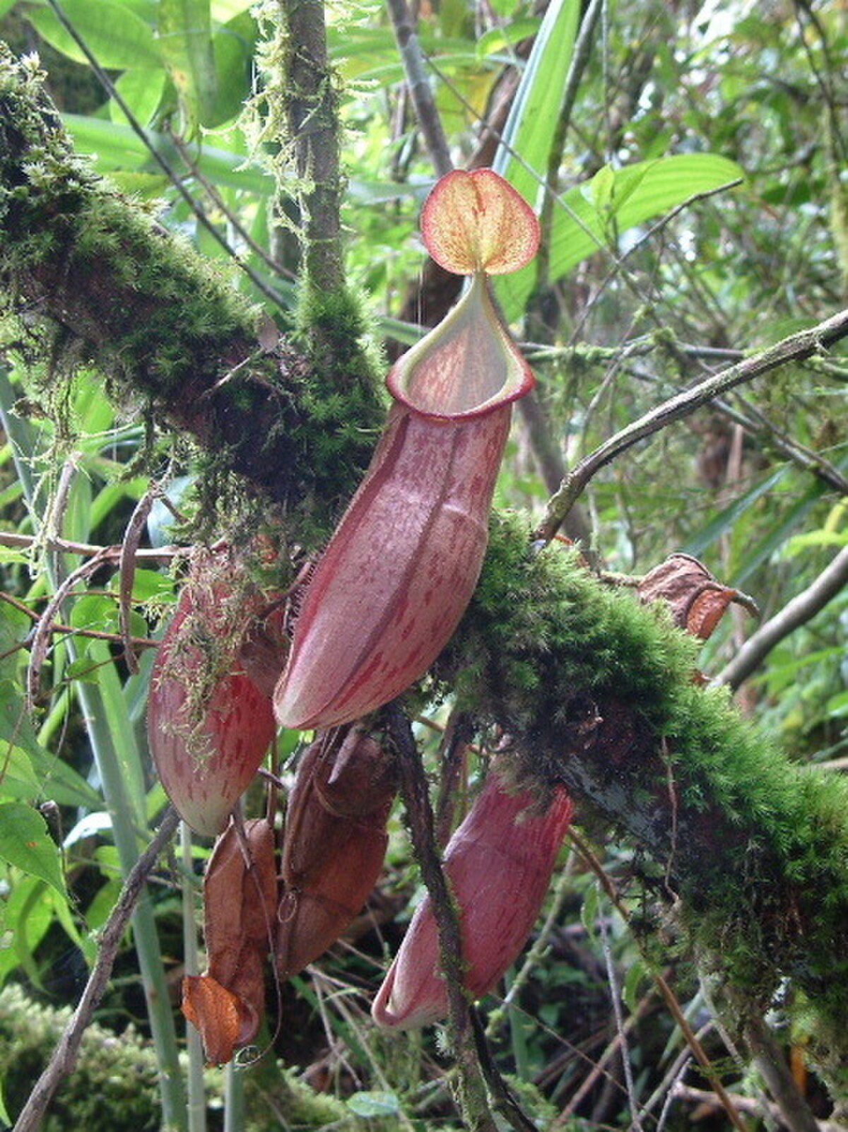 Nepenthes Gymnamphora