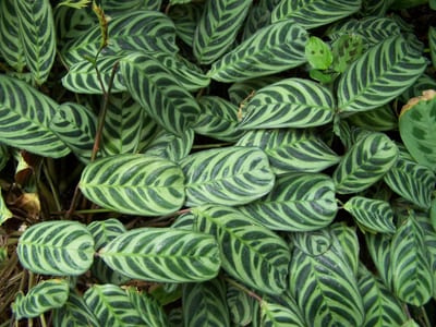 Ctenanthe burle