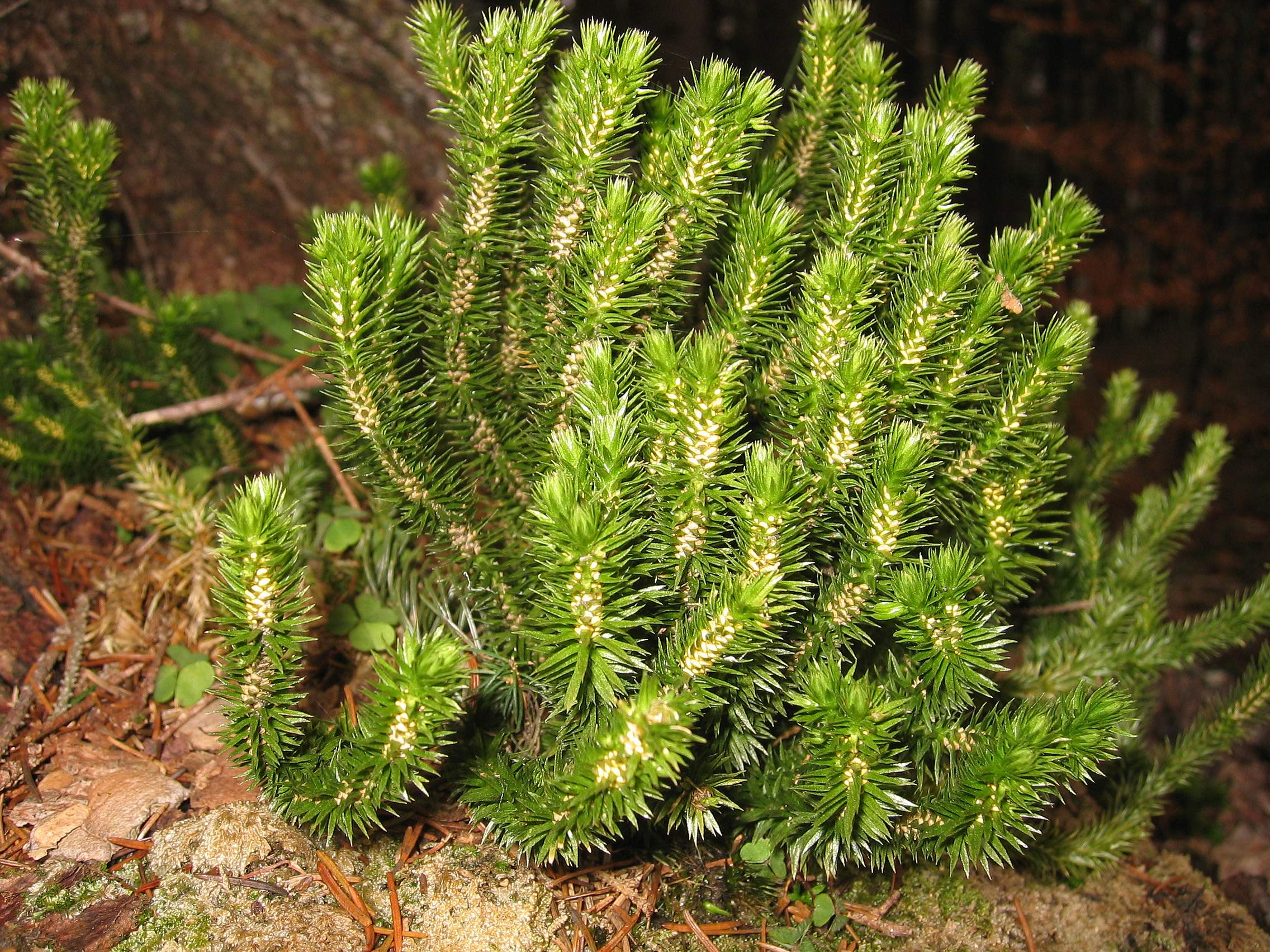 Lycopodiopsida clubmoss