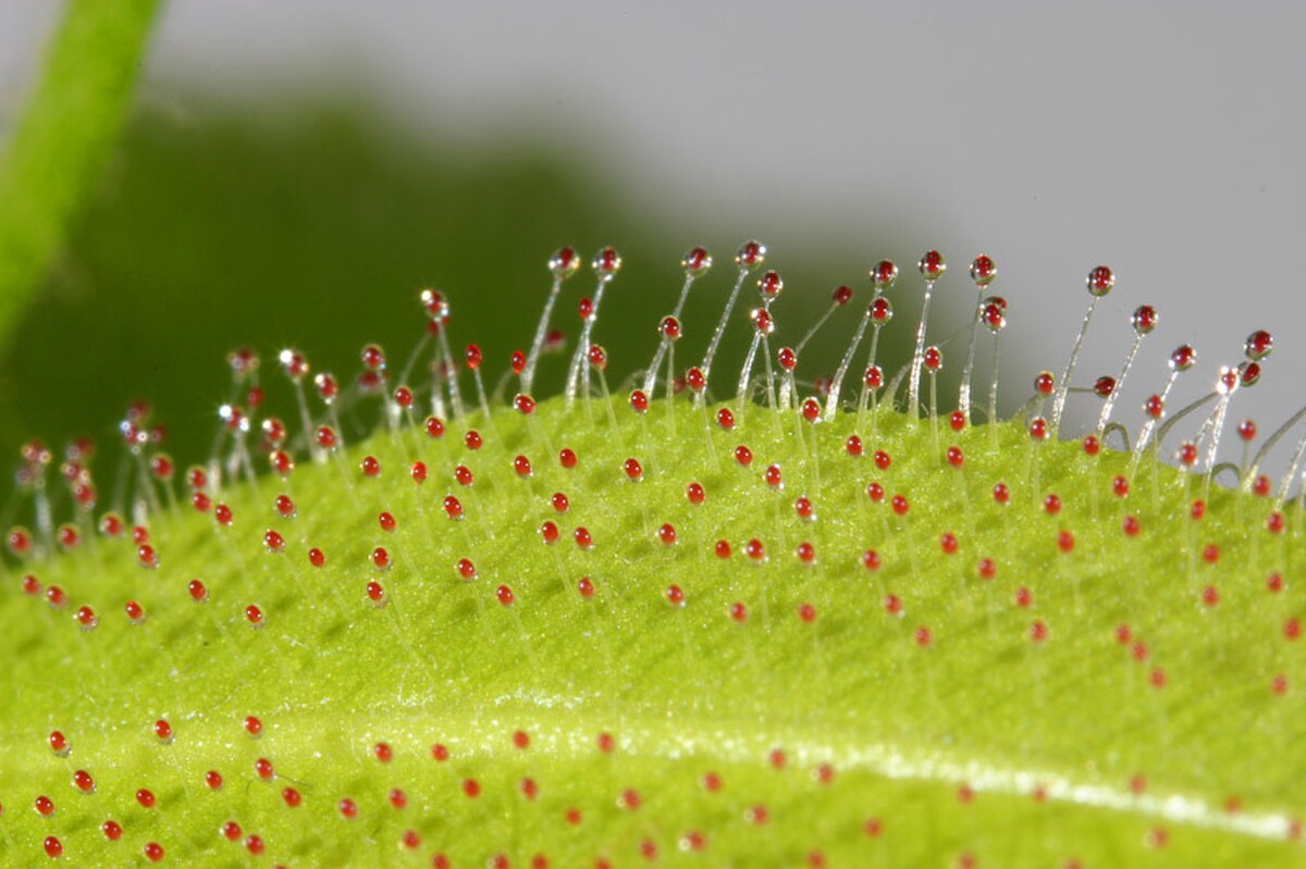 Drosera adelae