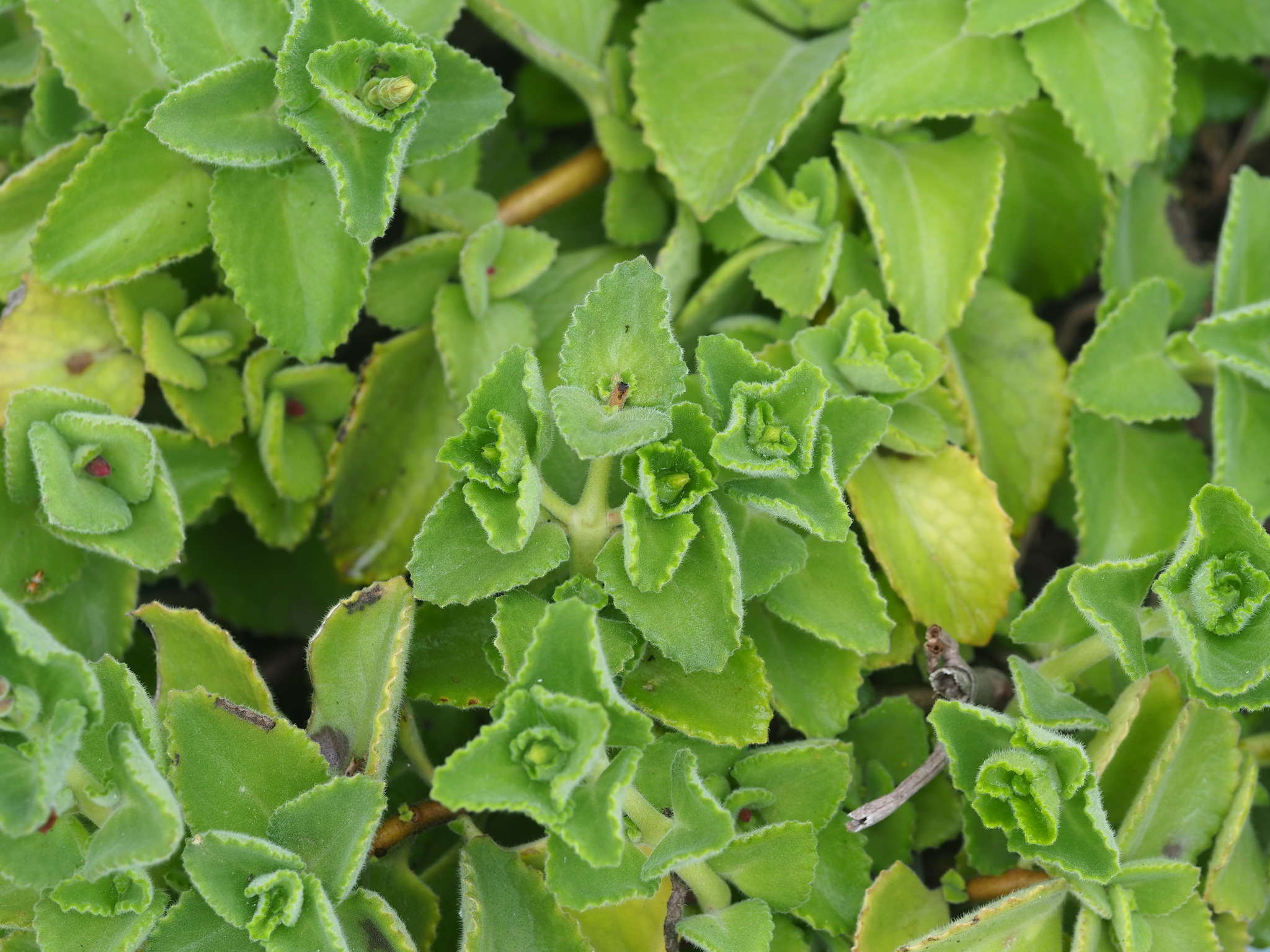 Plectranthus amboinicus — iNaturalist