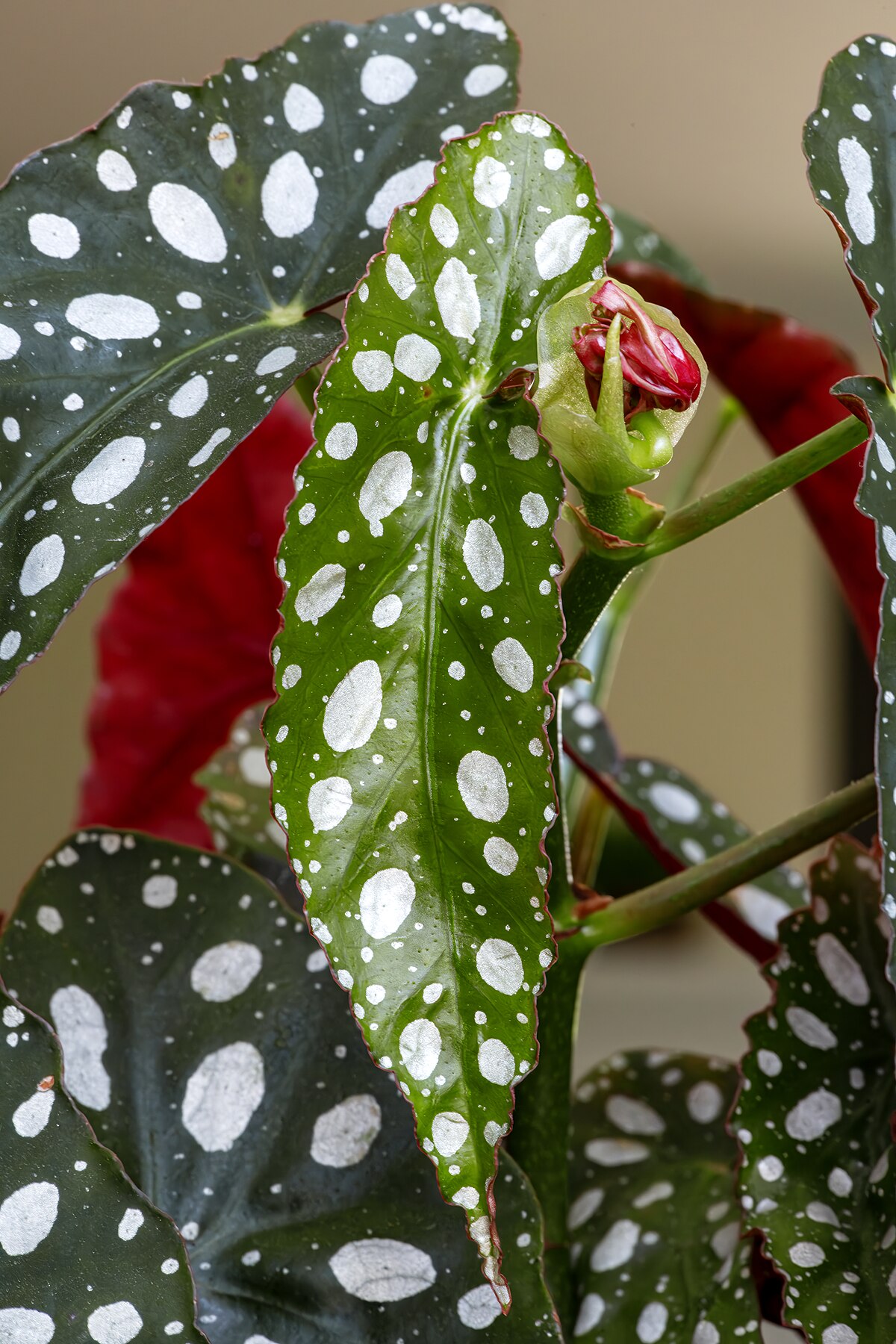 Begonia maculata