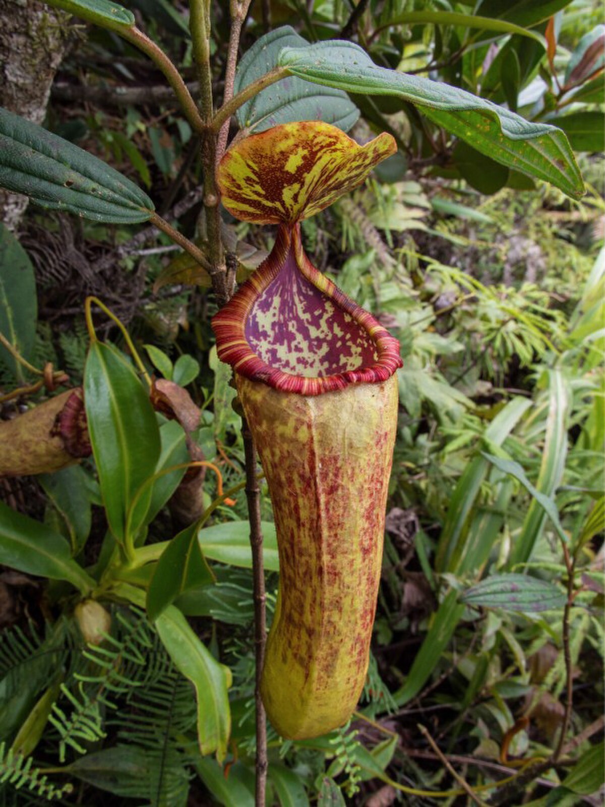 Nepenthes sumagaya