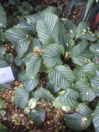 Calathea orbifolia — iNaturalist