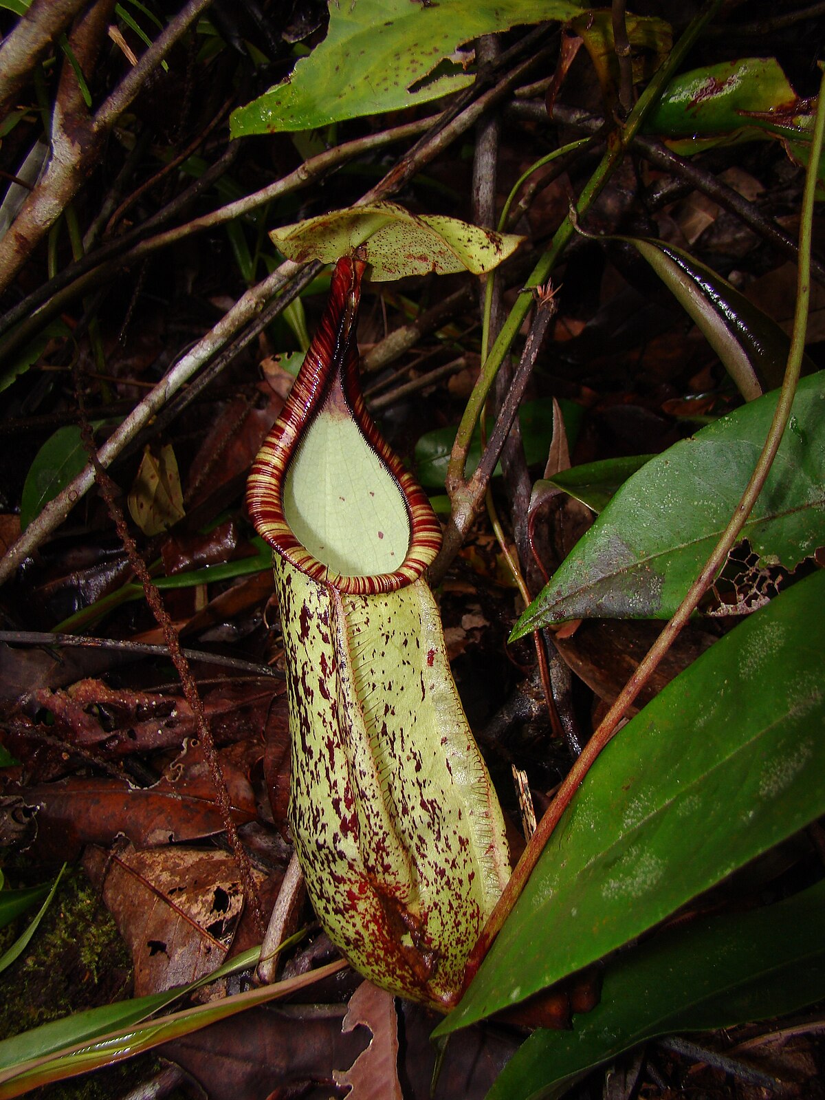 Nepenthes hemsleyana