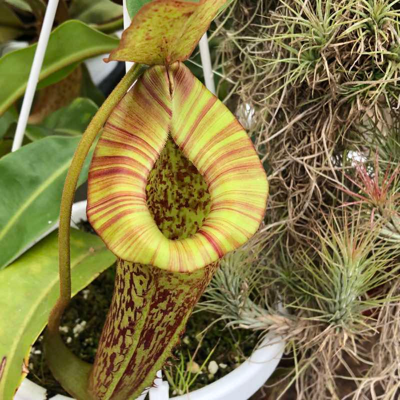 LVTP pitchers showing wide platychila-influenced peristome