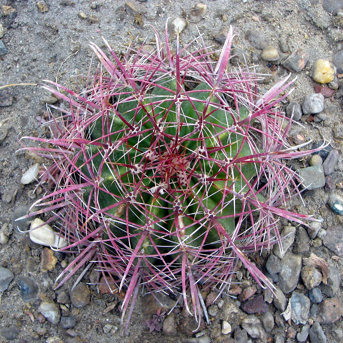Ferocactus wislizeni