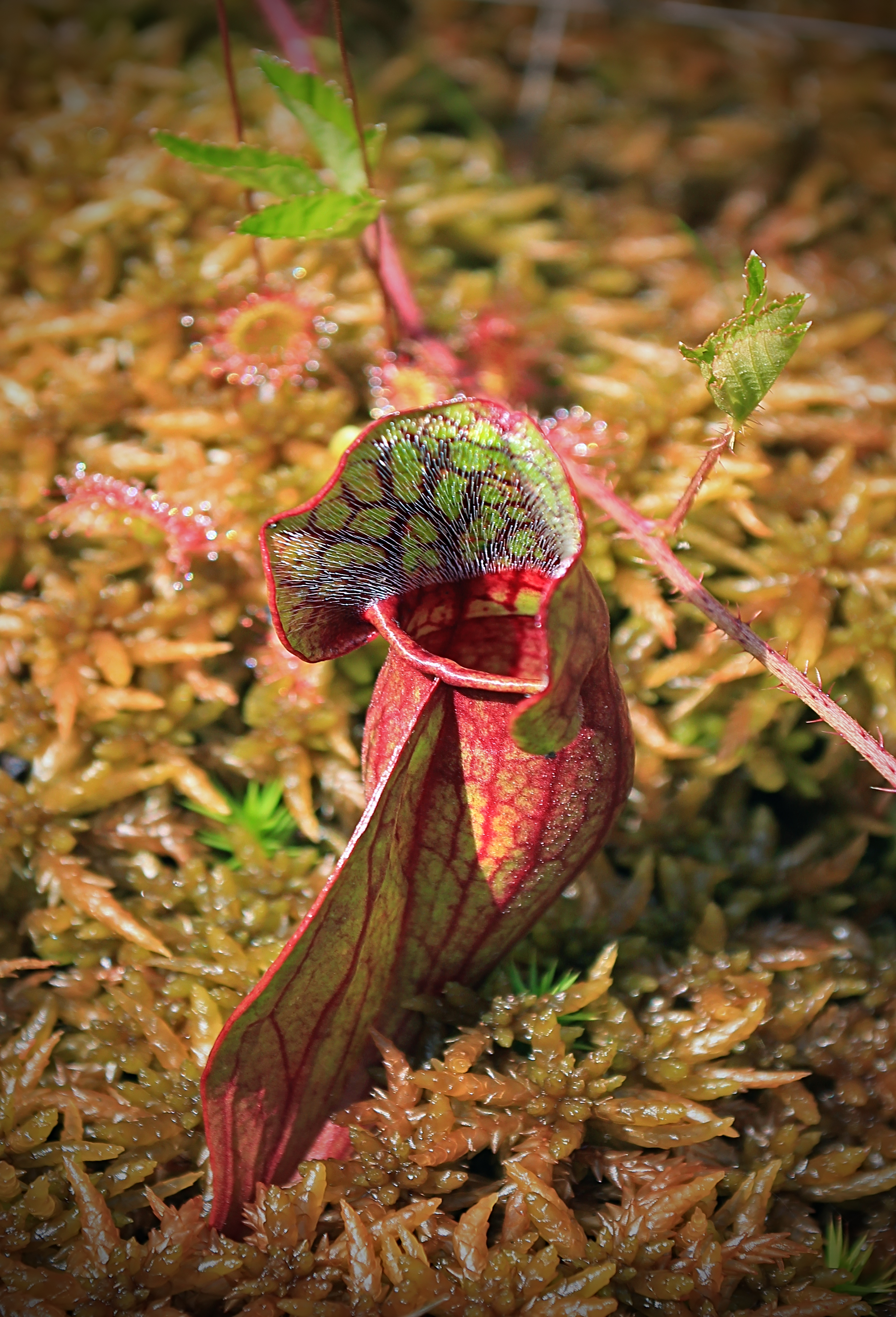 Sarracenia