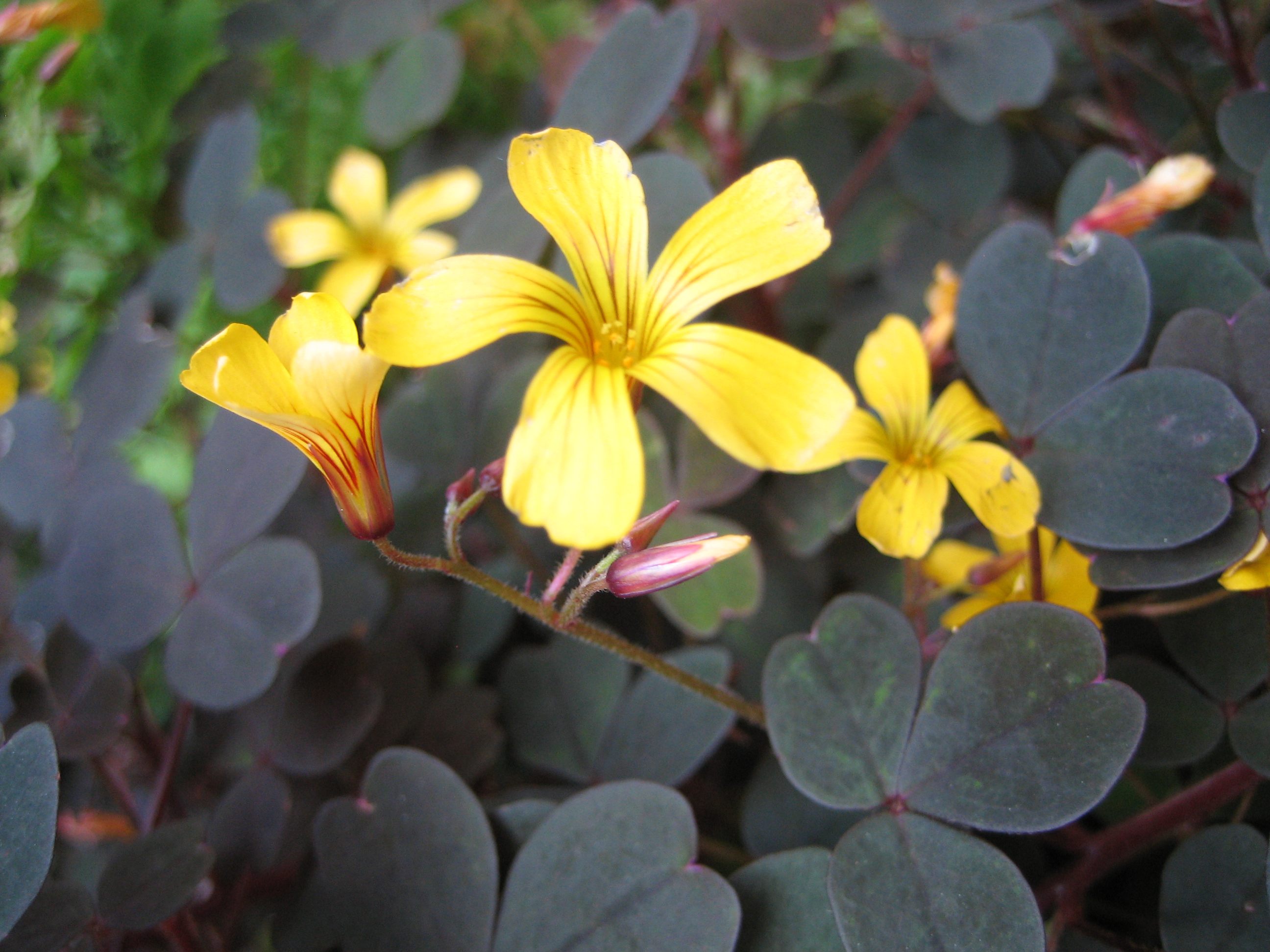 Oxalis spiralis