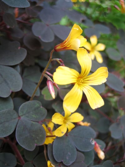 Oxalis spiralis