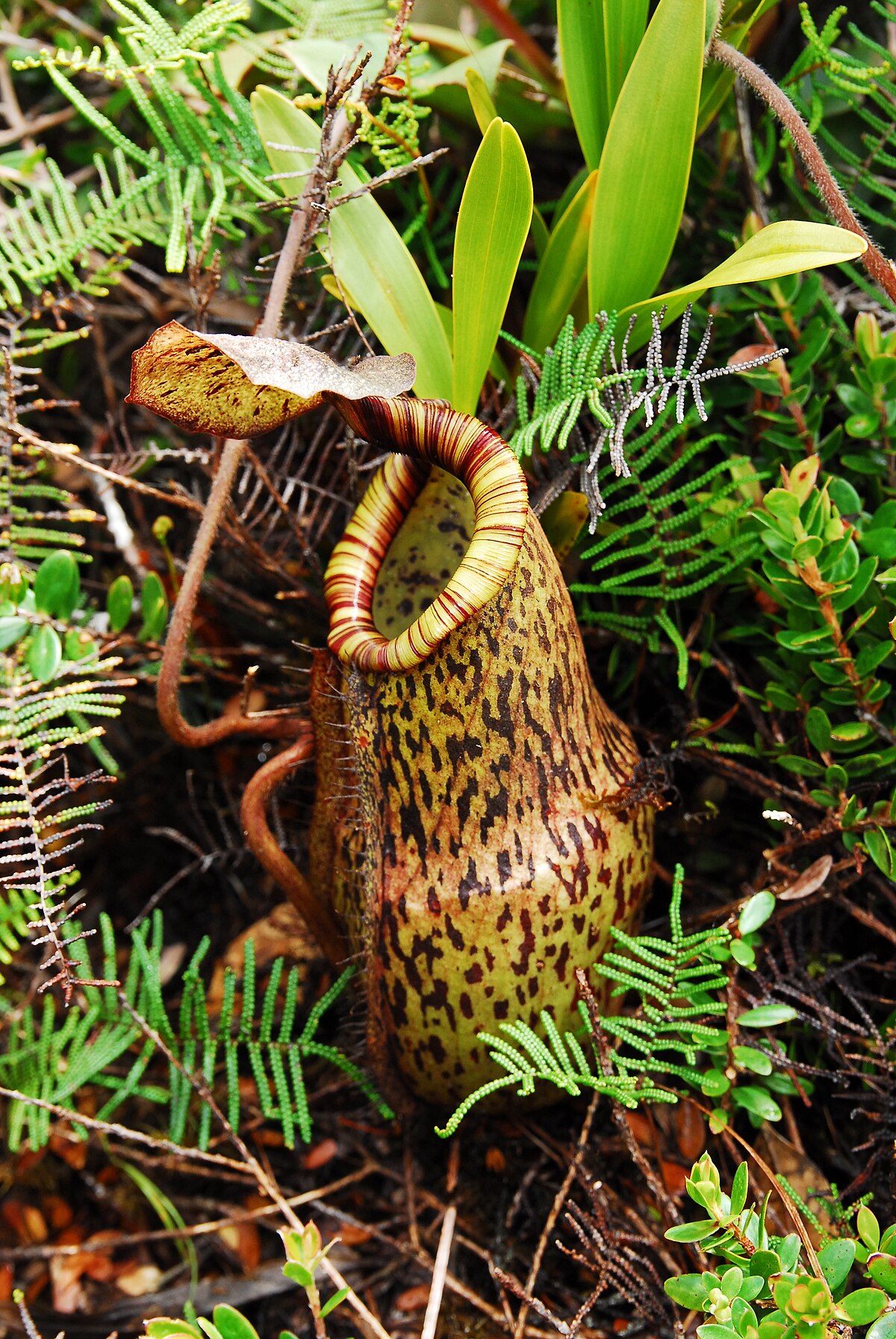 Nepenthes justinae