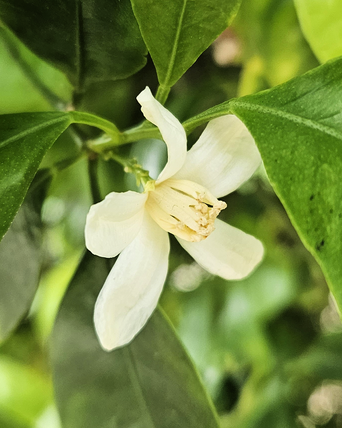 Citrus microcarpa