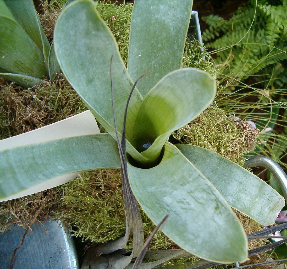 Brocchinia reducta