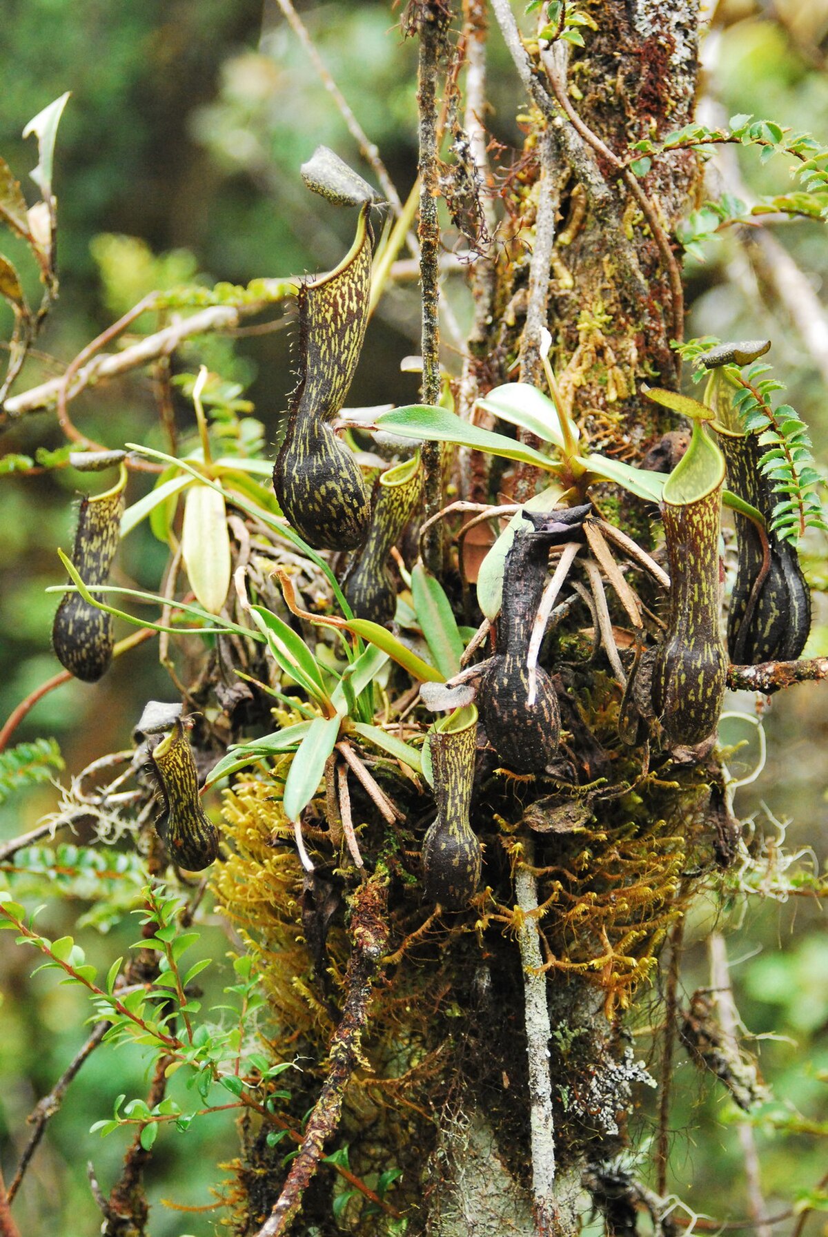 Nepenthes mikei