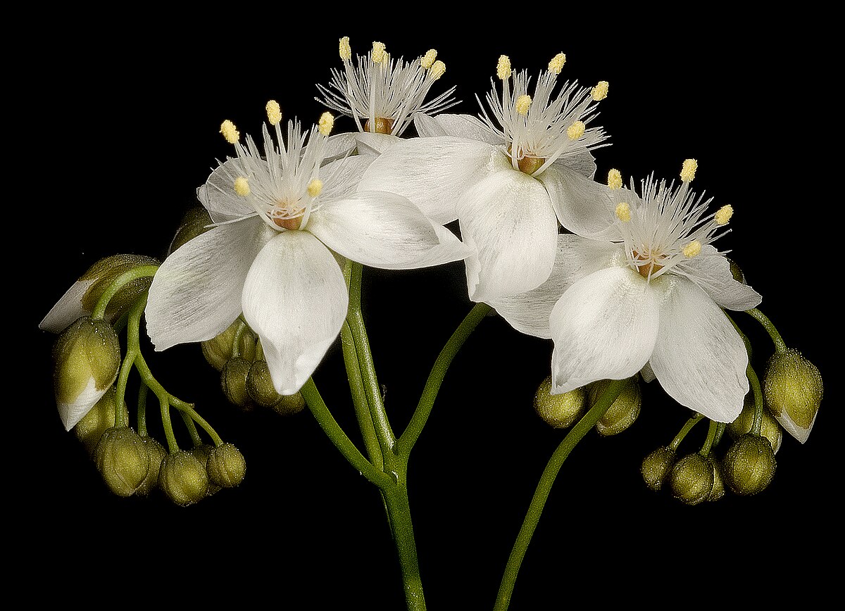 Drosera pallida