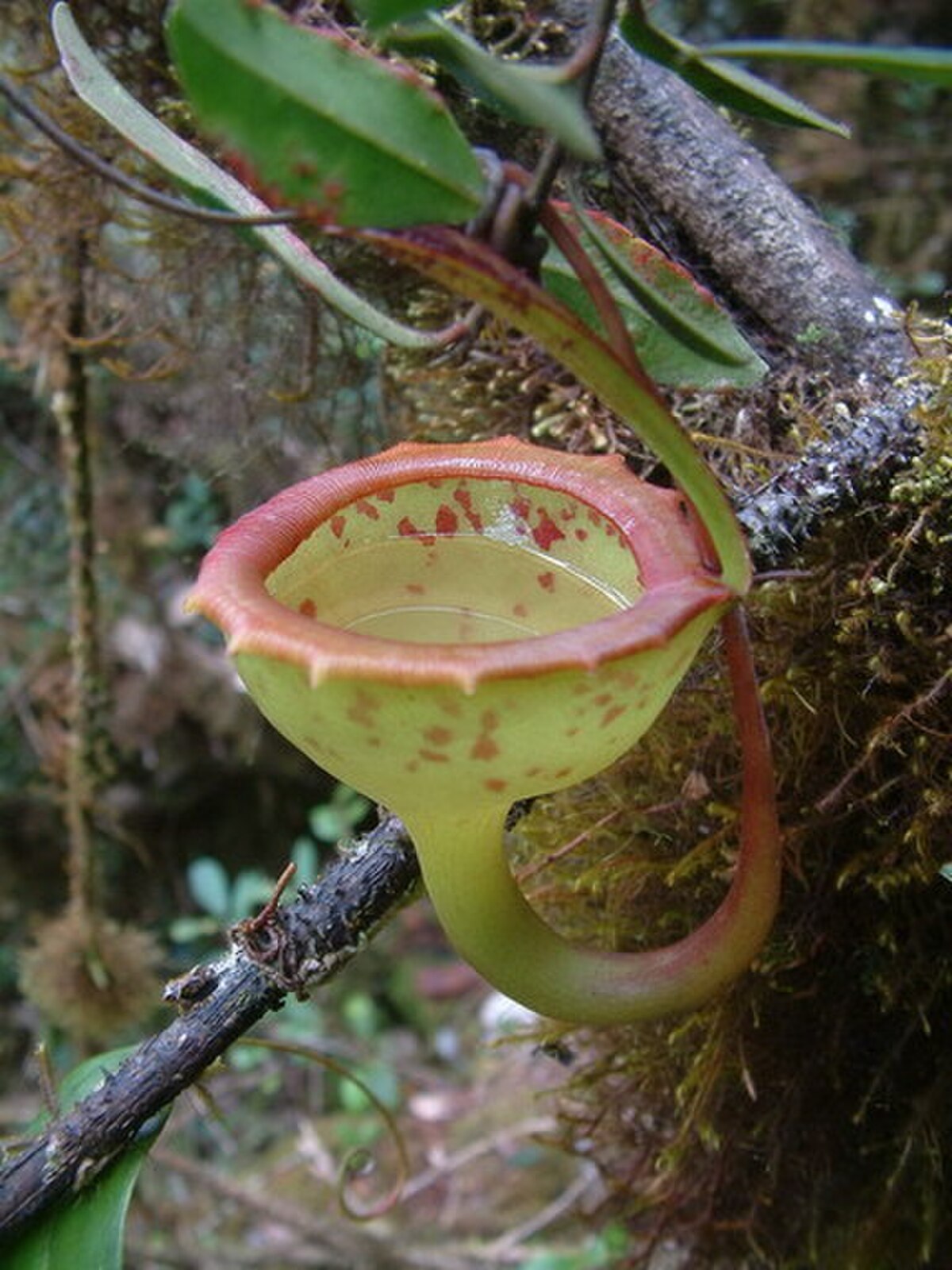 Nepenthes Jamban
