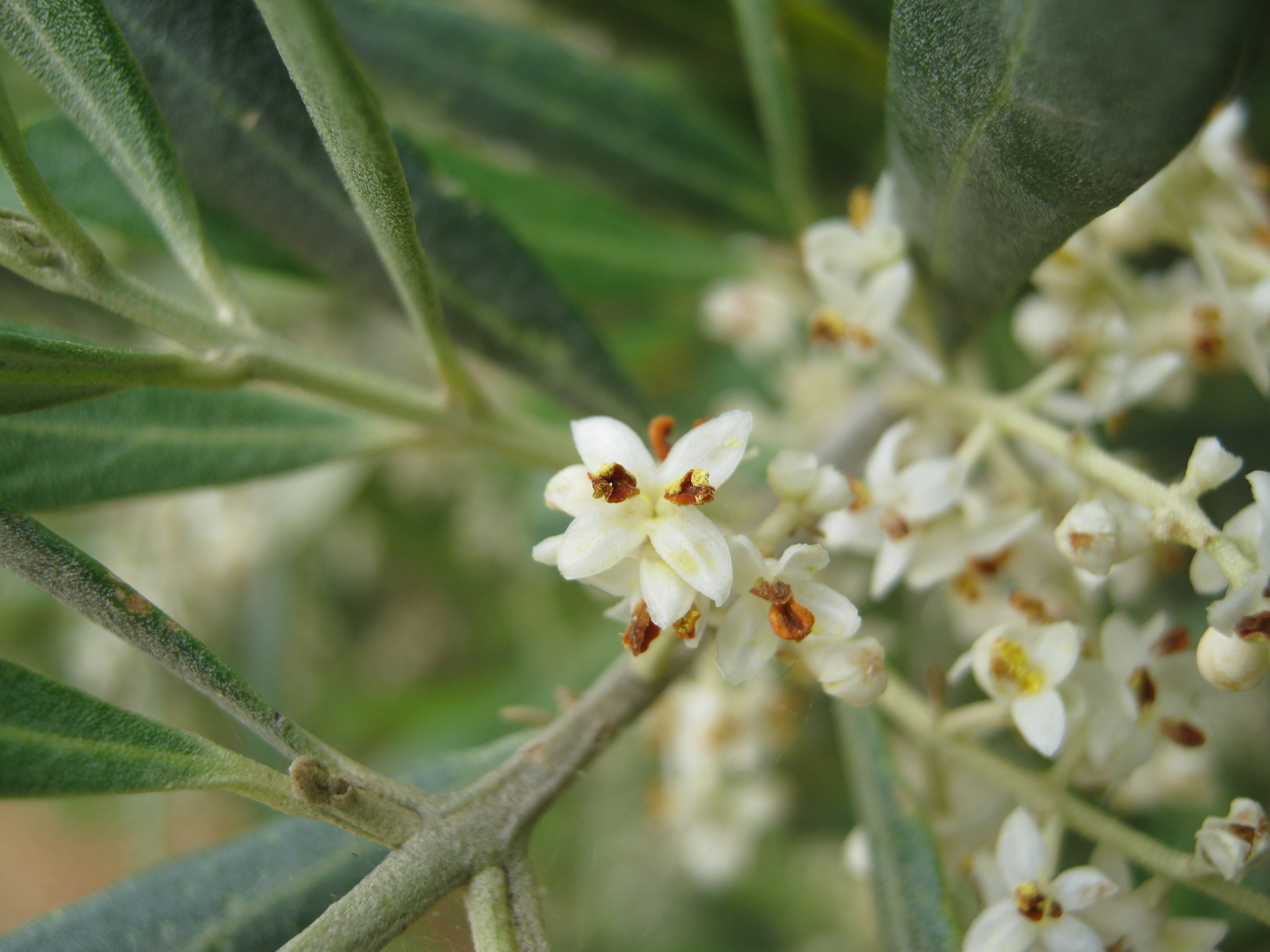 Olea europaea — iNaturalist