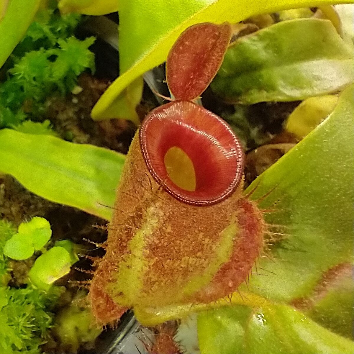 Nepenthes major