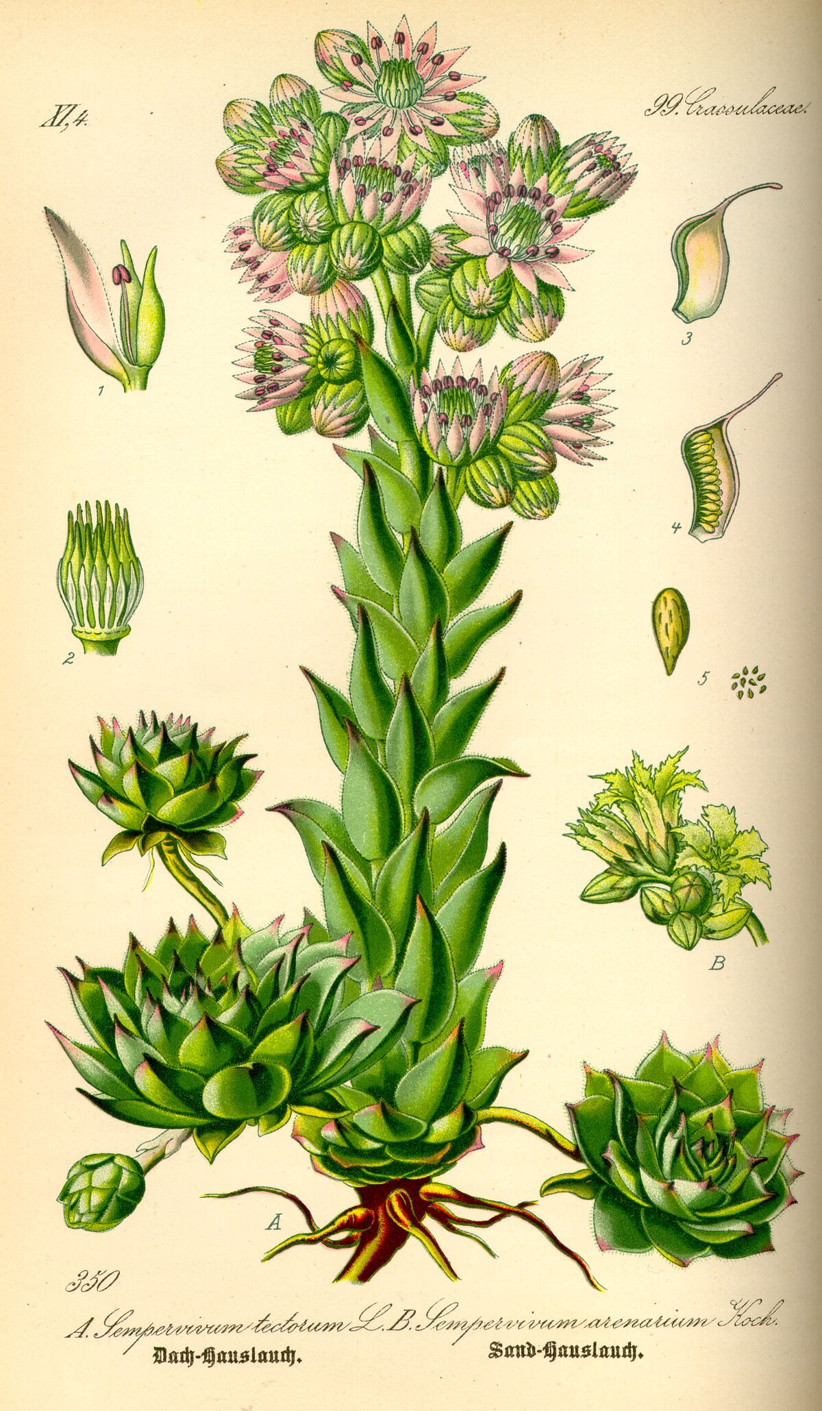 Sempervivum tectorum