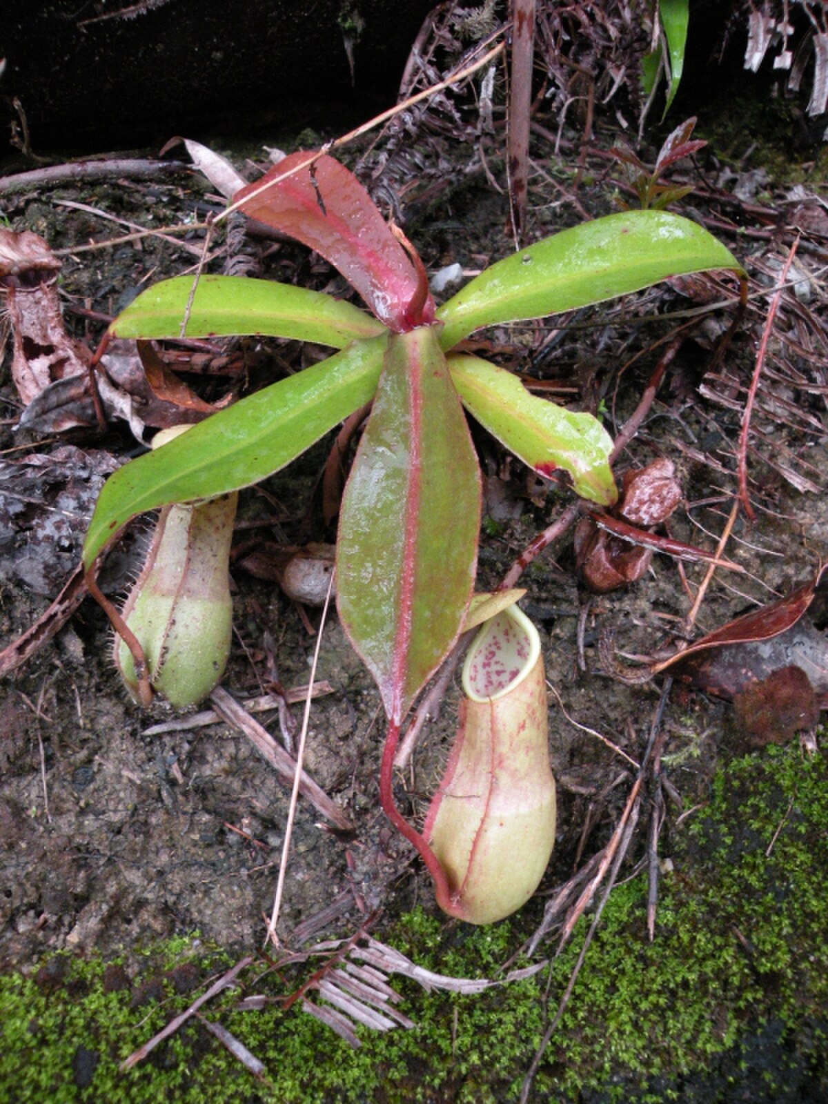 Nepenthes benstonei
