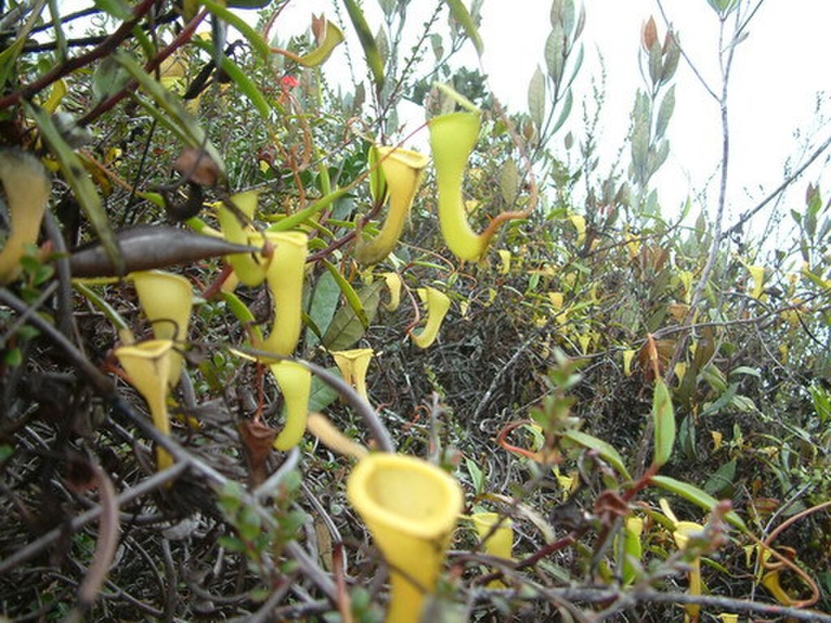 Nepenthes dubia