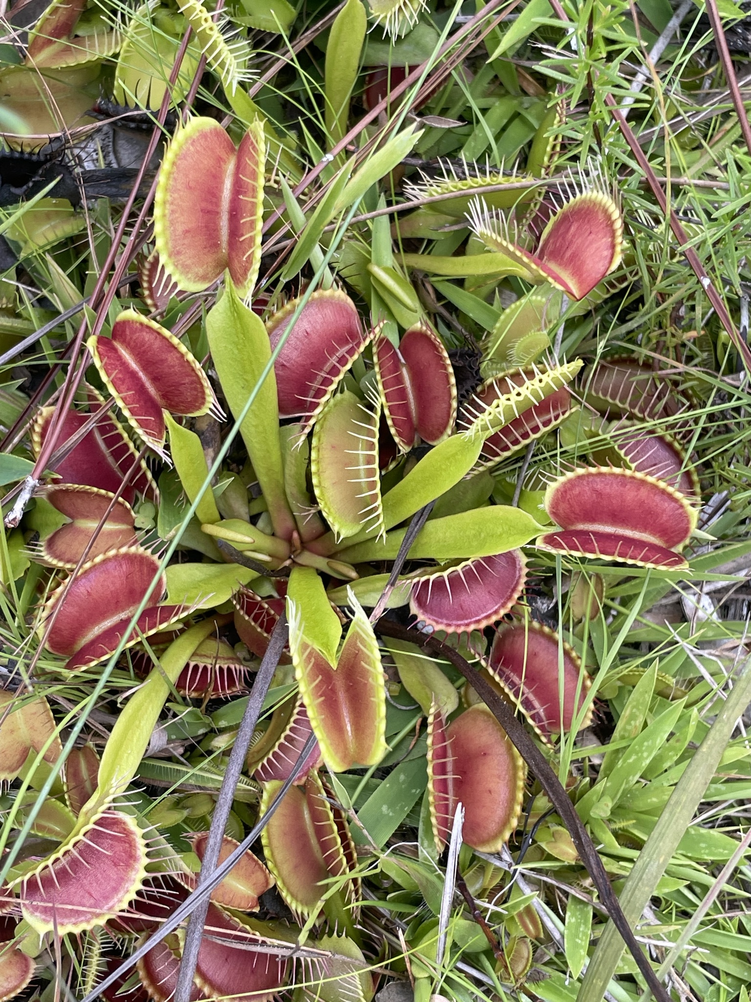 Drosera — iNaturalist