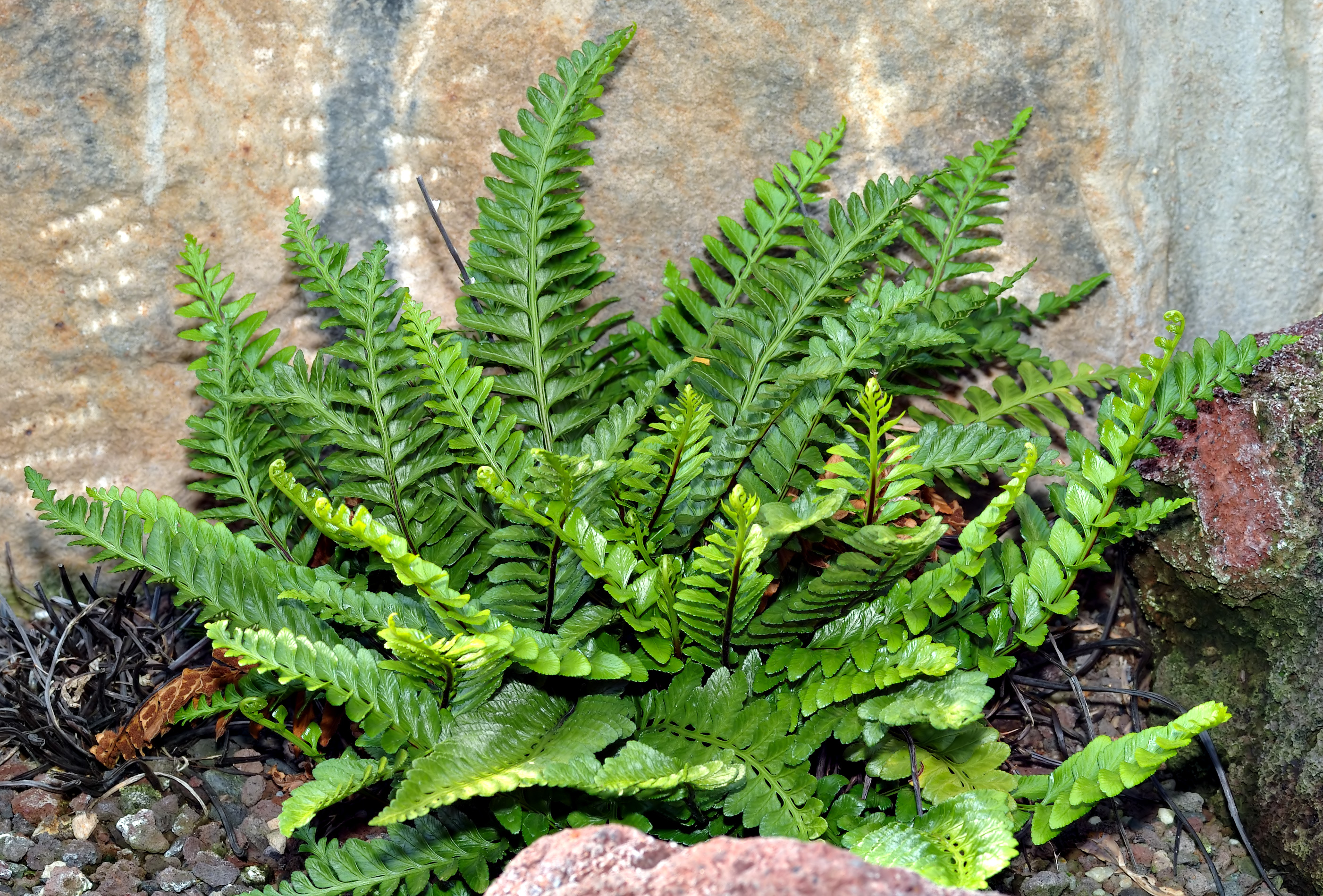 Asplenium peacock