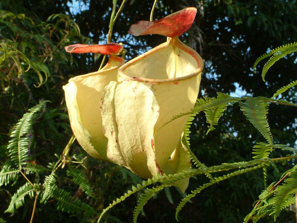 Nepenthes neoguineensis
