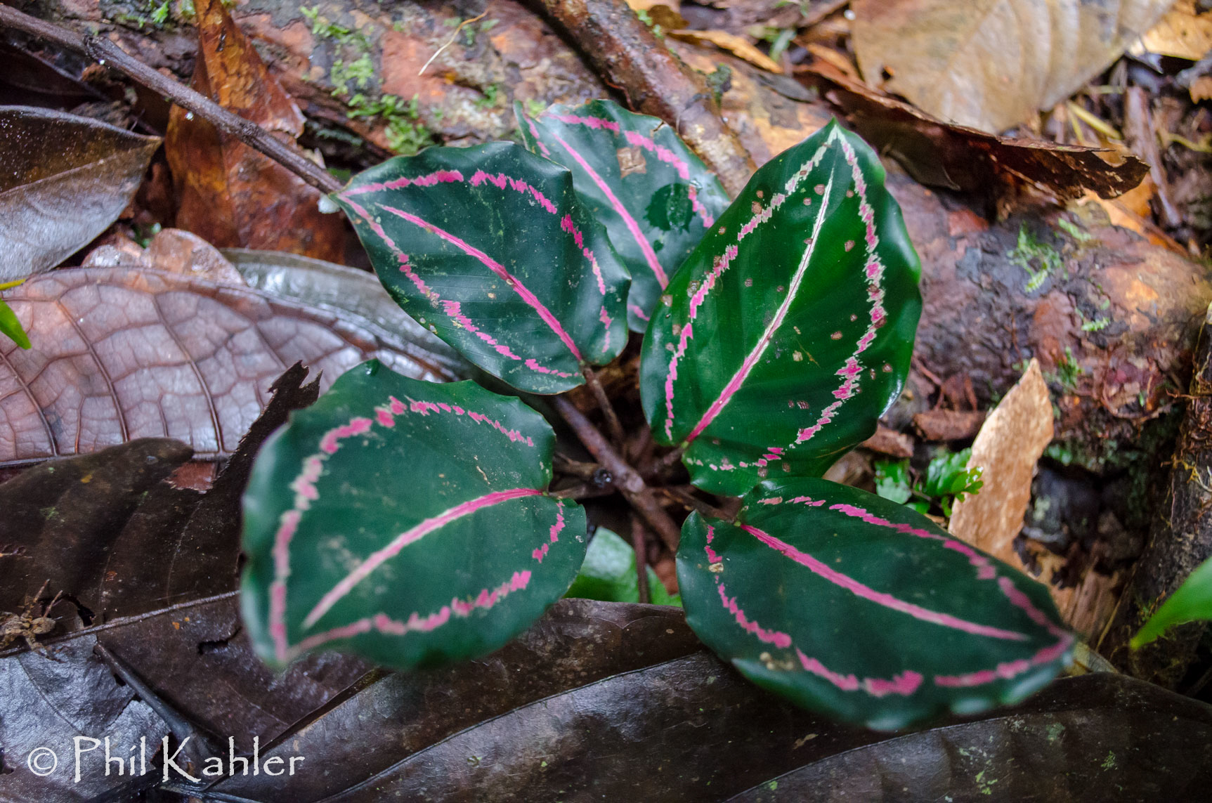 Calathea roseopicta — iNaturalist