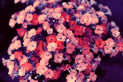 Kalanchoe