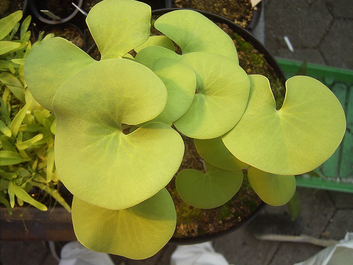 Utricularia reniformis