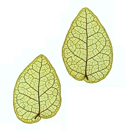 Ficus pumila