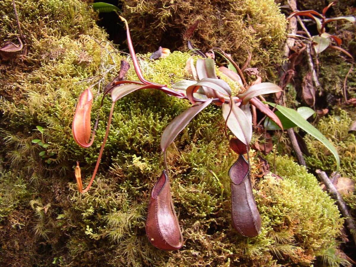 Nepenthes adnata
