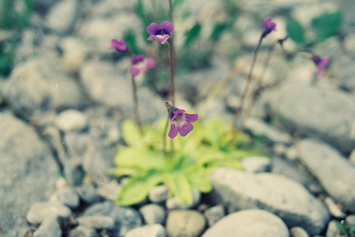 Pinguicula vulgaris