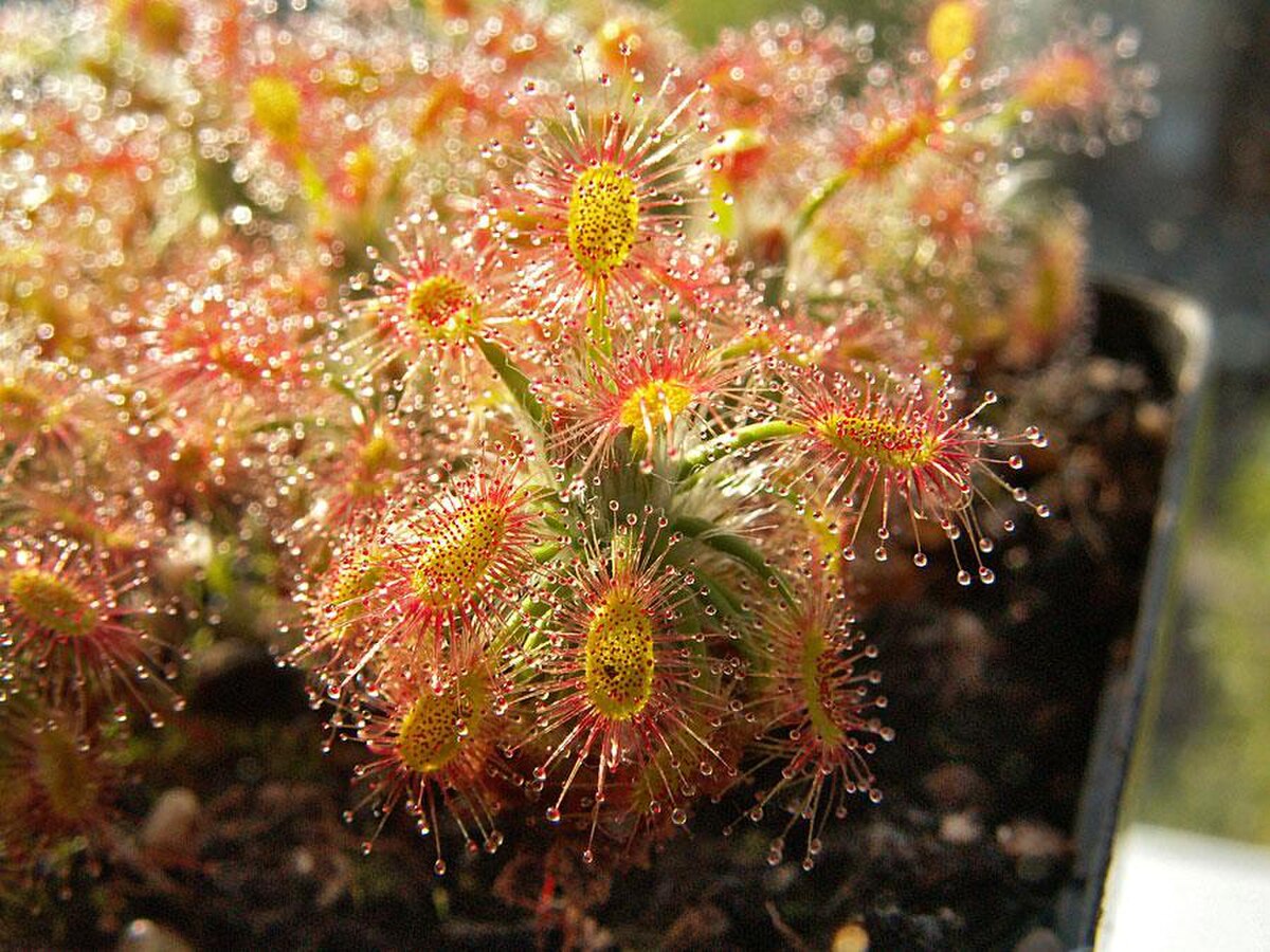 Drosera dichrosepala