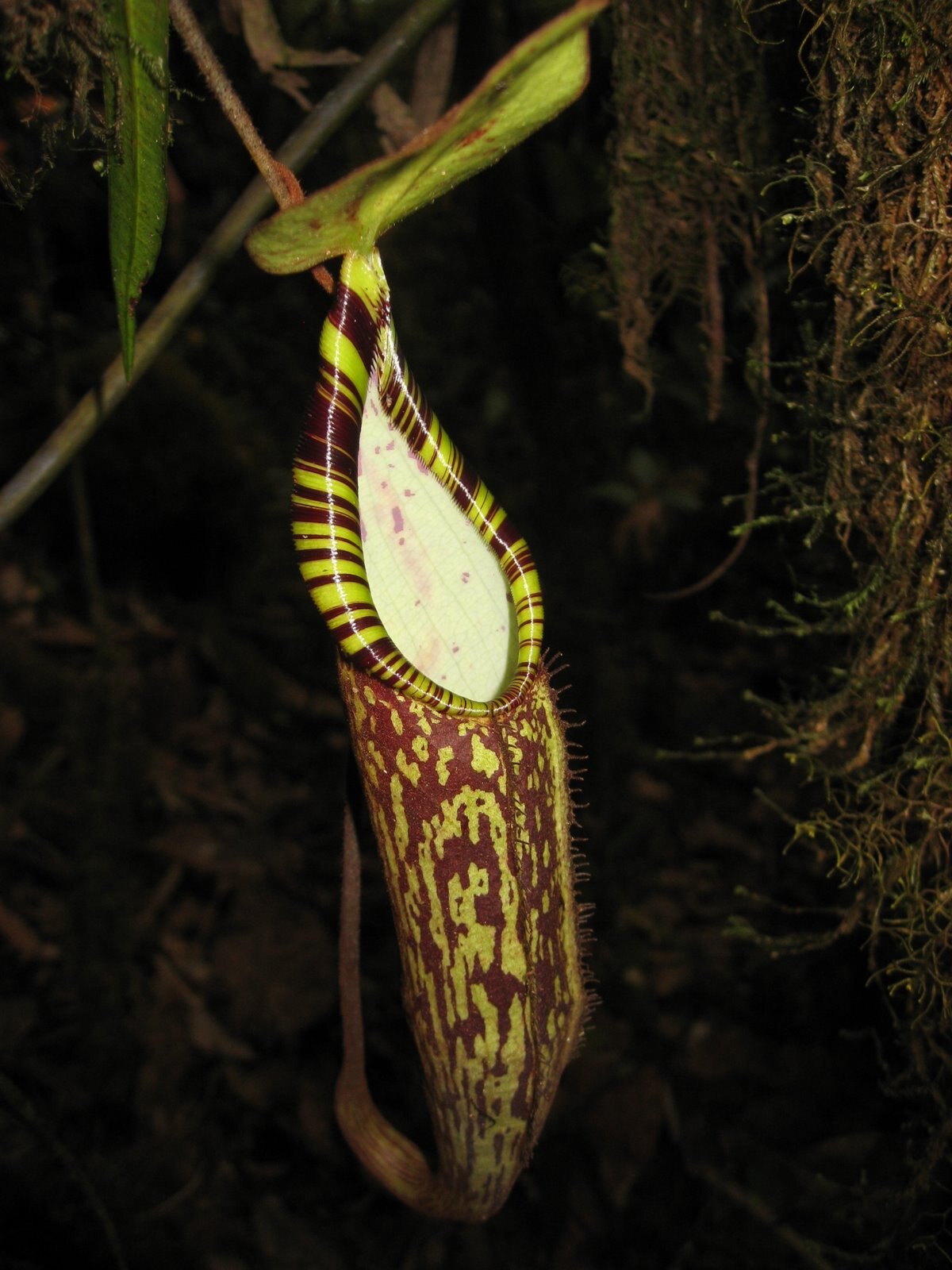 Nepenthes Spectabilis