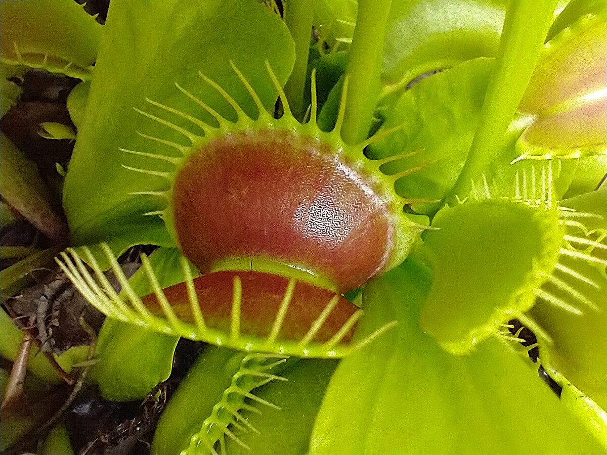 Dionaea muscipula