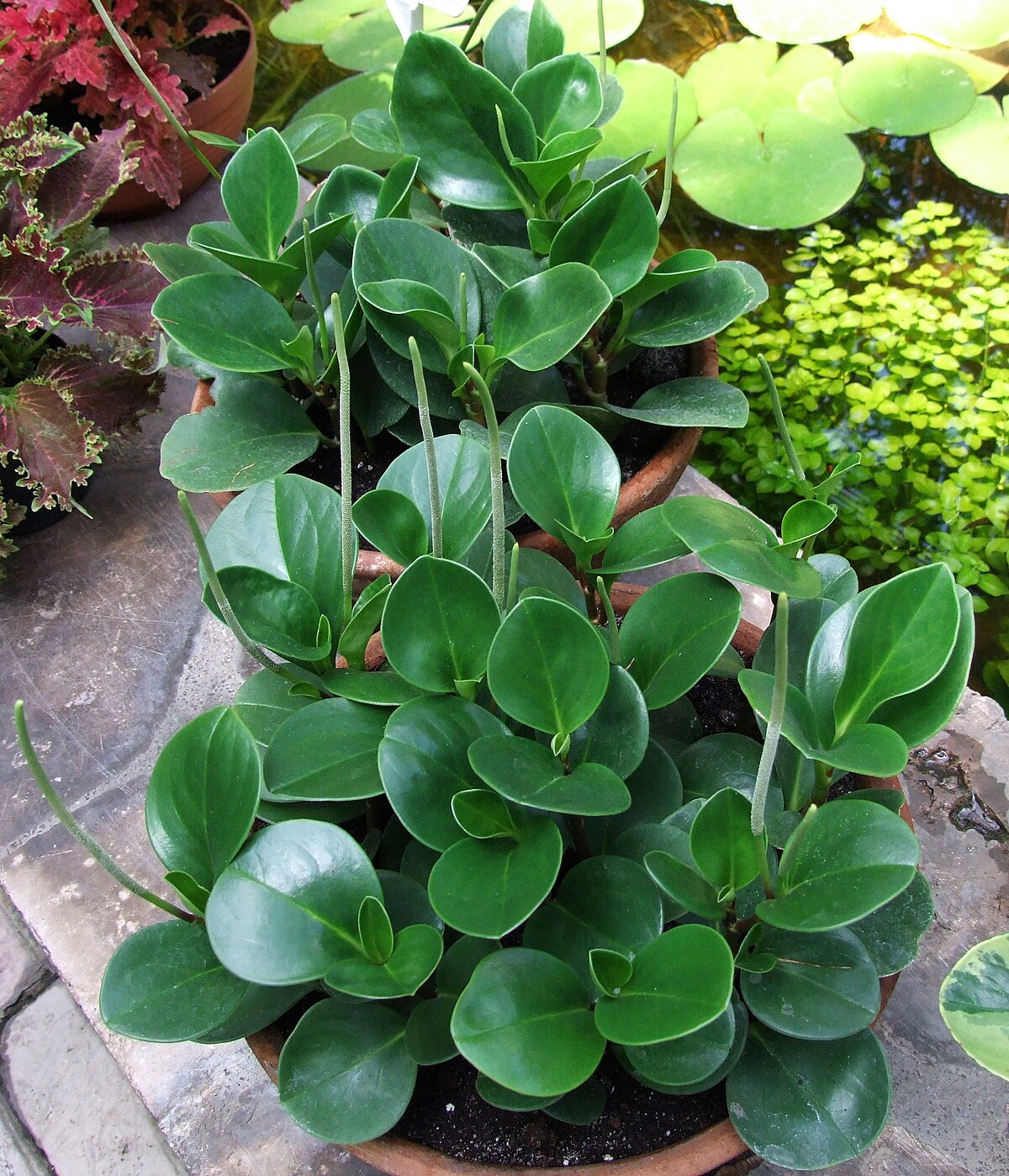 Peperomia obtusifolia