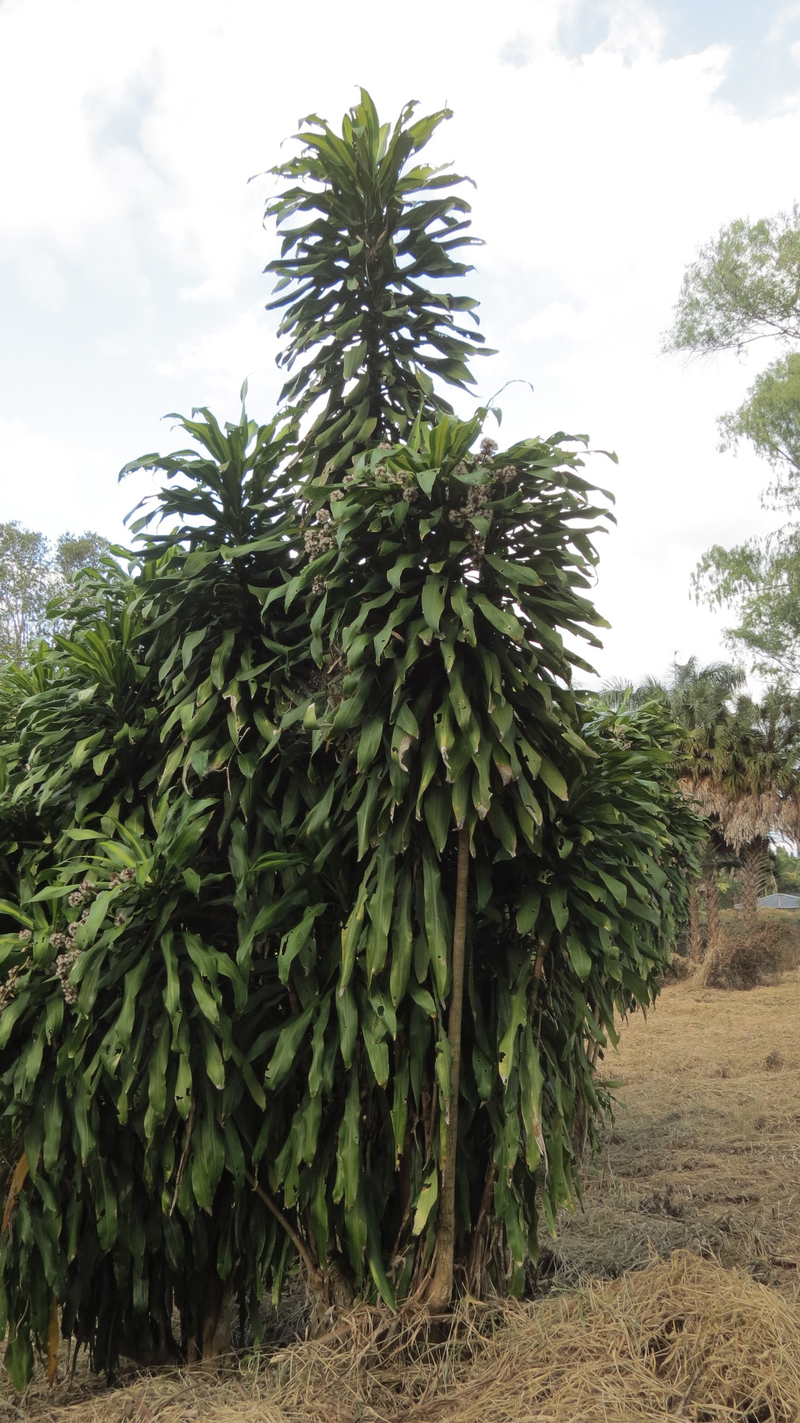 Dracaena fragans — iNaturalist
