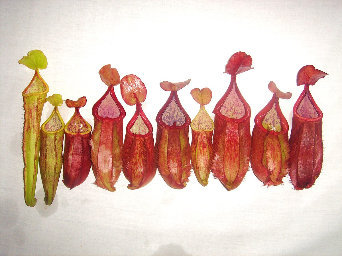 Nepenthes suratensis