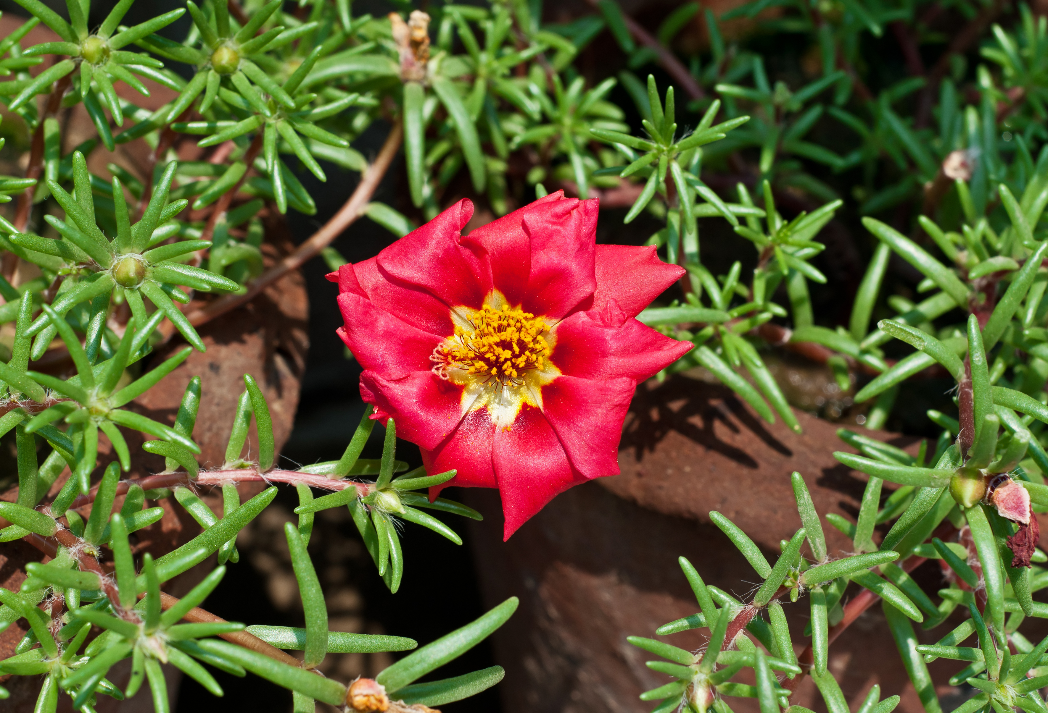 Portulaca grandiflora