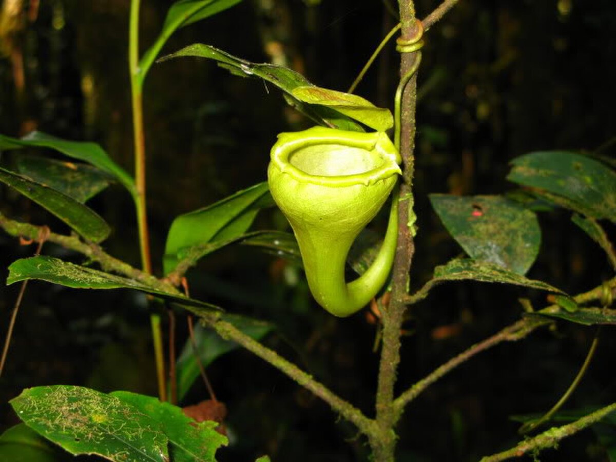 Nepenthes Flava