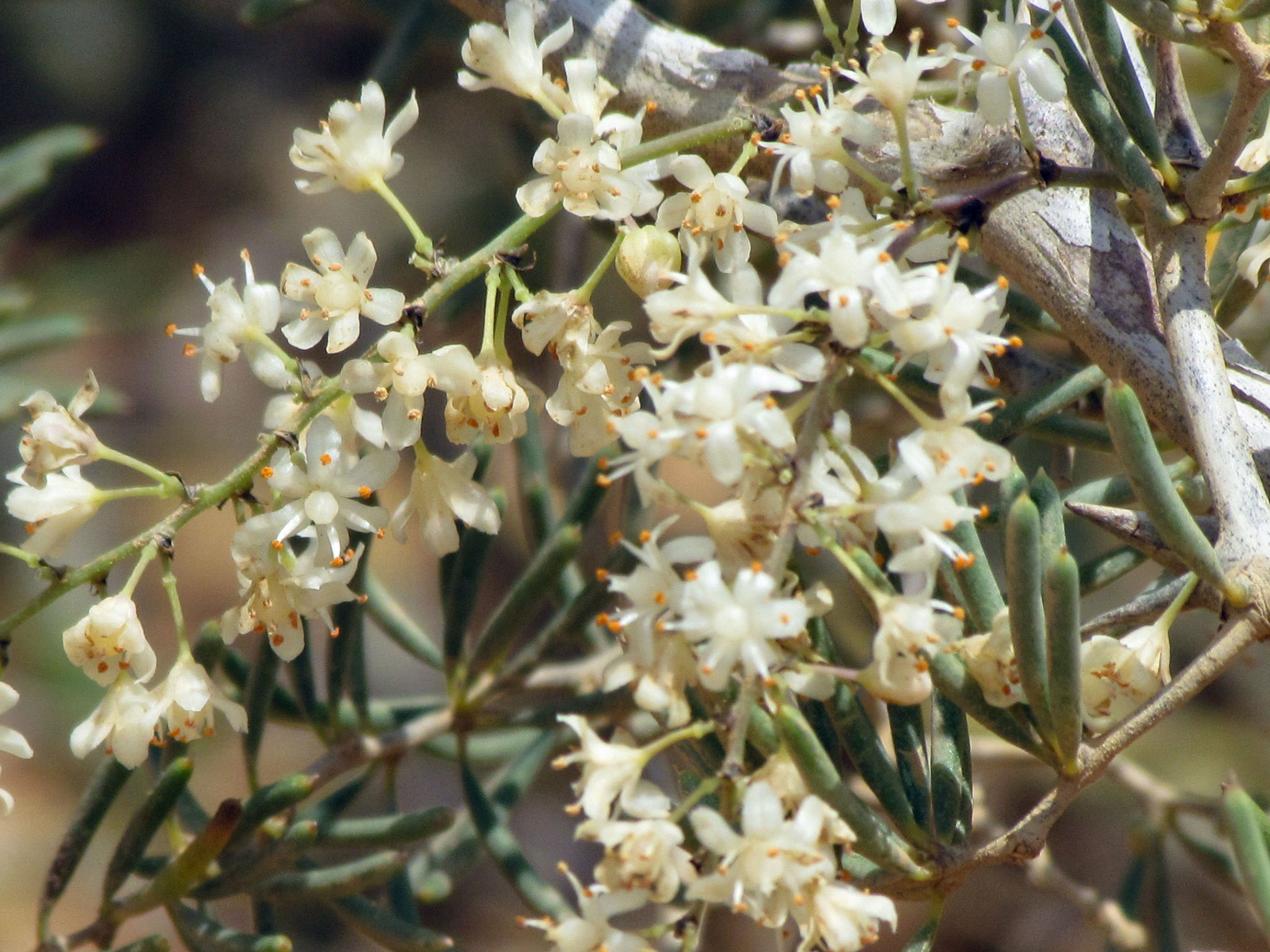 Asparagus fern — iNaturalist