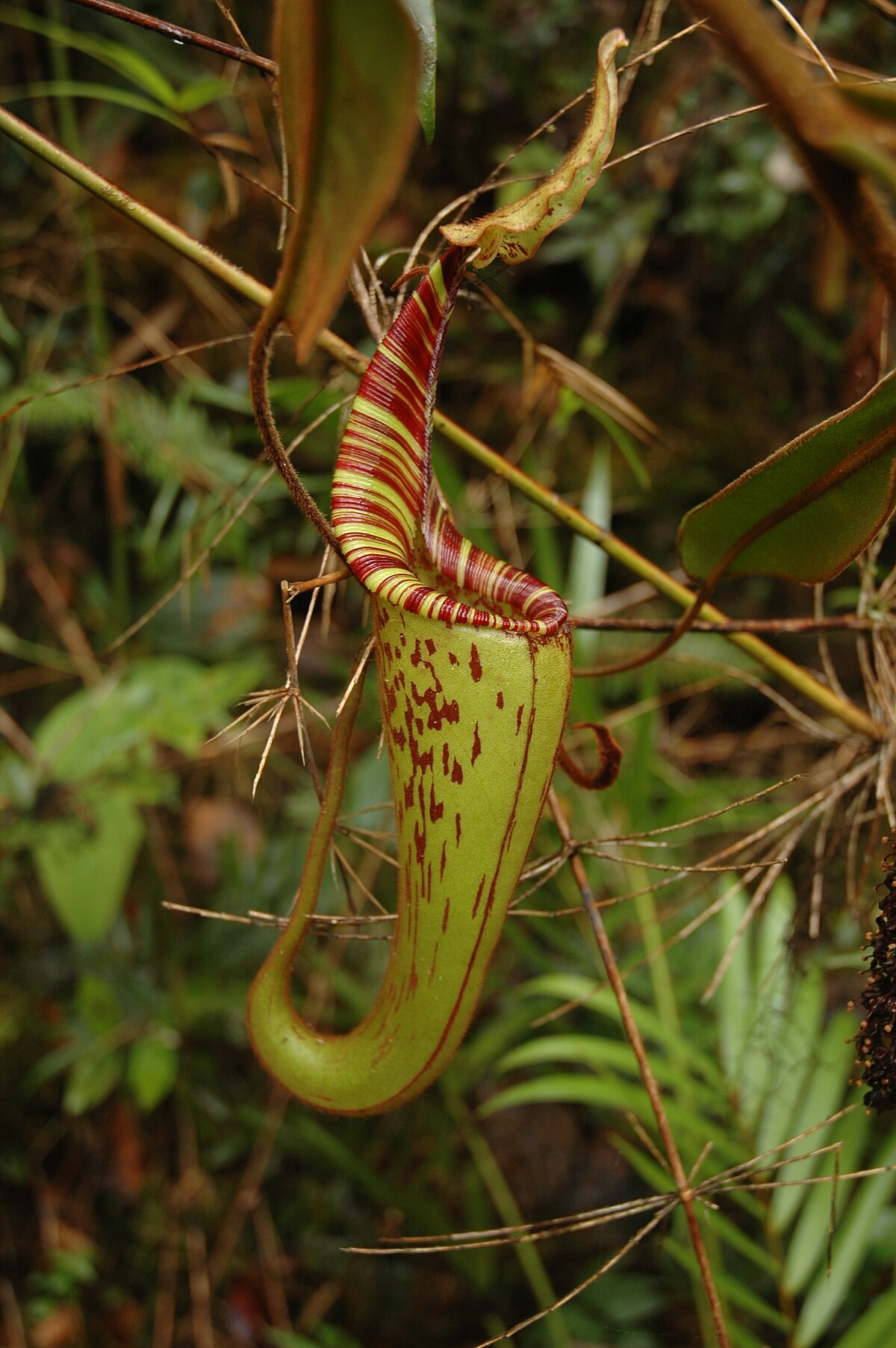 Nepenthes Zakriana