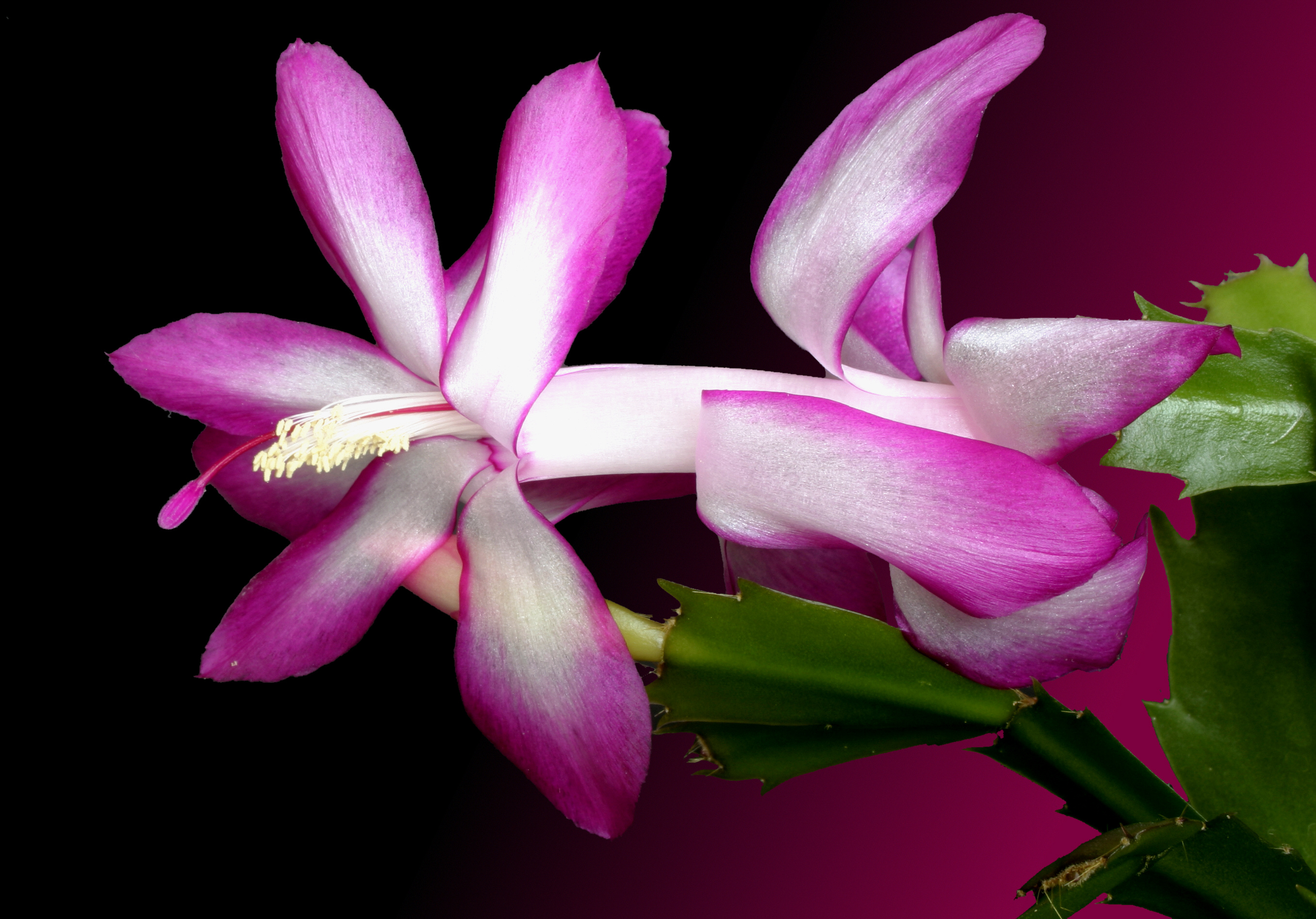Schlumbergera