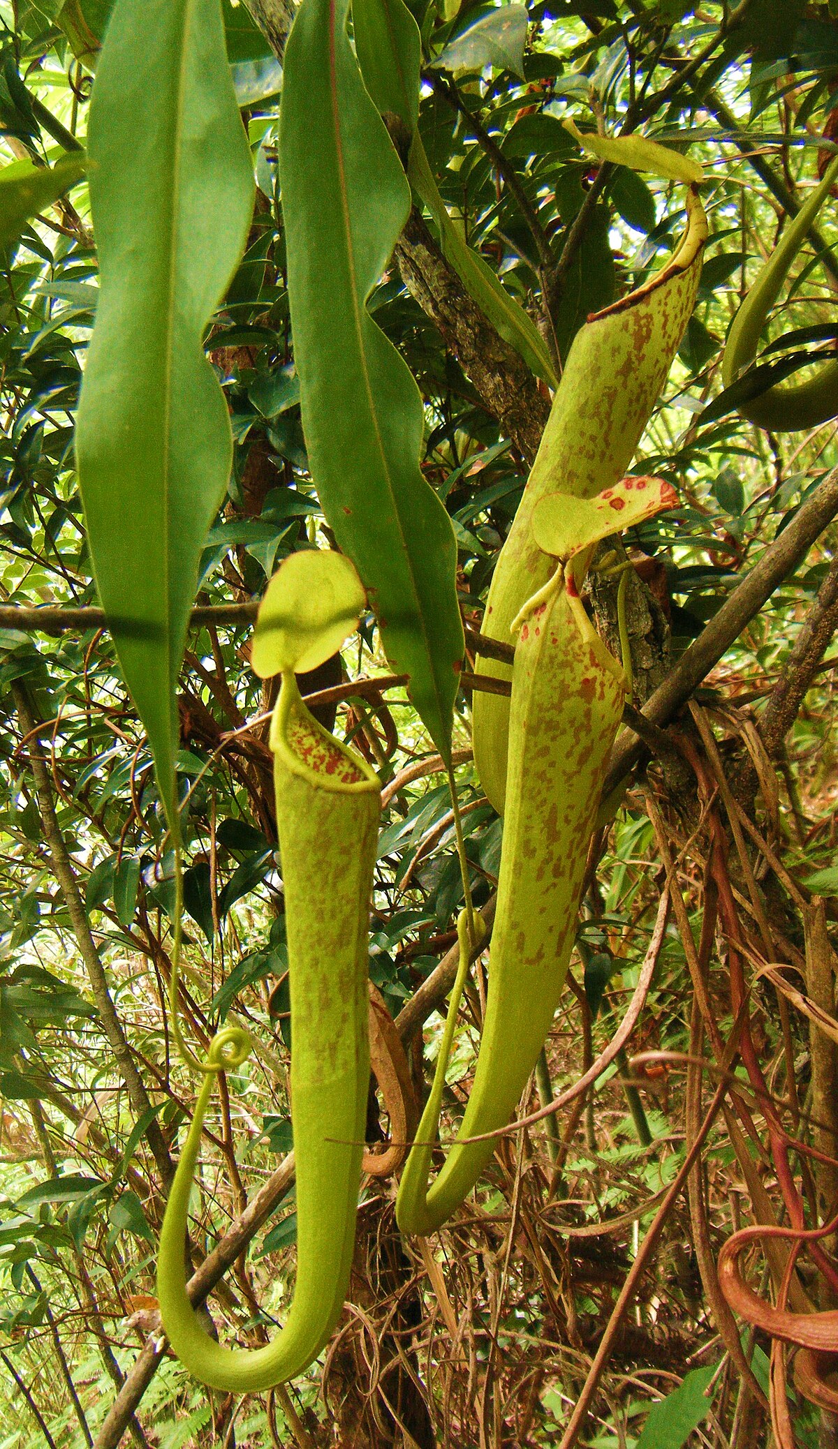 Nepenthes chang