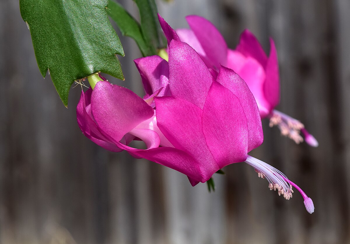 Schlumbergera buckleyi